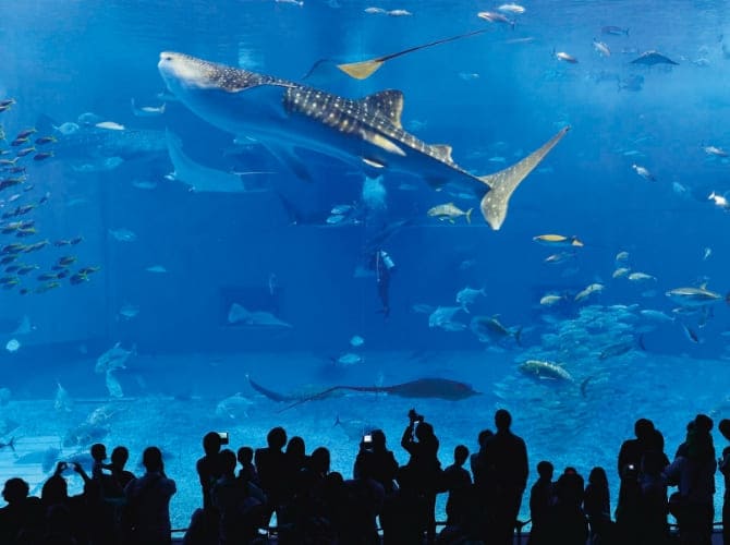 美ら海水族館